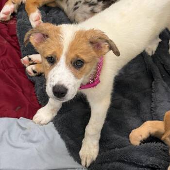 Shepherd and Catahoula Leopard Dog Dogs Available for Adoption in Austin, Texas - Parsnip | PetCurious
