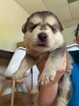 Rosie -  Husky and Shepherd Dog for Adoption in Honesdale, Pennsylvania - Rosie | PetCurious