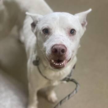Husky and Mixed Breed Dogs Available for Adoption - Coolio | PetCurious