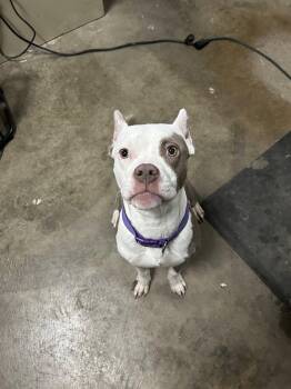 Rescue American Bully Dogs for Adoption in Columbus, Ohio - Helena | PetCurious