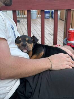 Terrier Dogs Available for Adoption - Biggie | PetCurious