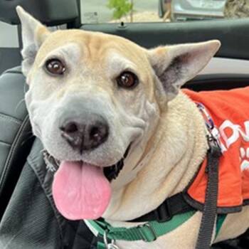 Stella -  Shar Pei and Mixed Breed Dog for Adoption in Flagstaff, Arizona - Stella | PetCurious