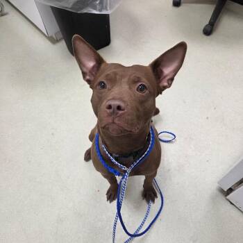 Mixed Breed Dogs Available for Adoption in Ballston Spa, New York - Coco (Dolly) | PetCurious