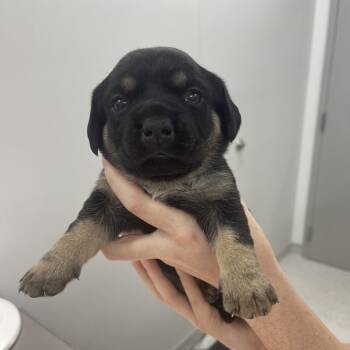 Amber -  Mixed Breed Dog for Adoption in Winston-salem, North Carolina - Amber | PetCurious