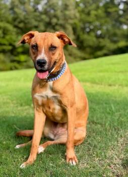Rose -  Mixed Breed Dog for Adoption in Northwood, New Hampshire - Rose | PetCurious
