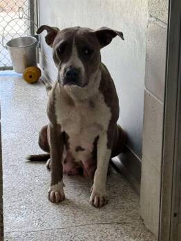 Rescue Labrador Retriever and Mixed Breed Dogs for Adoption in Brunswick, Georgia - BLOSSOM | PetCurious