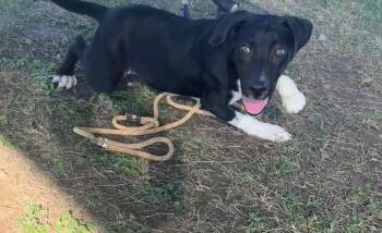 Rescue Labrador Retriever Dogs for Adoption in Seguin, Texas - Cooper | PetCurious