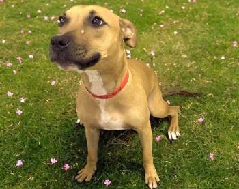 KAIYA -  American Staffordshire Terrier Dog for Adoption in Fort Lauderdale, Florida - KAIYA | PetCurious