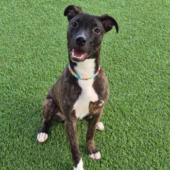 Bane -  Dutch Shepherd and Mixed Breed Dog for Adoption in Evansville, Indiana - Bane | PetCurious