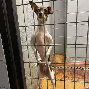 Chihuahua Dogs Available for Adoption - Lydia C104 | PetCurious