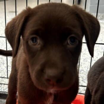 Drizella -  Mixed Breed Dog for Adoption in Greenville, South Carolina - Drizella | PetCurious