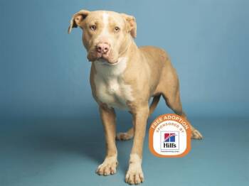 Pit Bull Terrier Dogs Available for Adoption - APOLLO | PetCurious