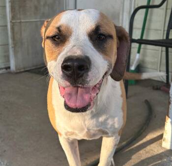 Doosie -  Staffordshire Bull Terrier and Boxer Dog for Adoption in Redlands, California - Doosie | PetCurious