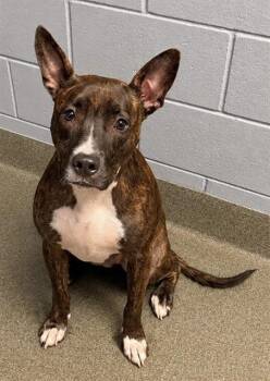 ABBIE -  Mixed Breed Dog for Adoption in Jacksonville, Florida - ABBIE | PetCurious