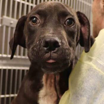 Brutus -  Mixed Breed Dog for Adoption in Port Washington, New York - Brutus | PetCurious