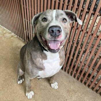 Pit Bull Terrier Dogs Available for Adoption in Stephenville, Texas - Ruger | PetCurious