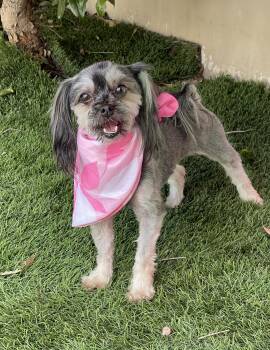 Shih Tzu Dogs Available for Adoption in Rowland Heights, California - LULU | PetCurious