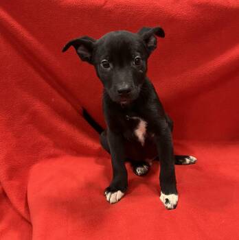 Pit Bull Terrier Dogs Available for Adoption - Dilan | PetCurious