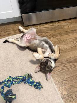 Darla -  Shepherd Dog for Adoption in Denver, Colorado - Darla | PetCurious