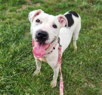 OOPSIE DAISY -  Pit Bull Terrier and Mixed Breed Dog for Adoption in Minneapolis, Minnesota - OOPSIE DAISY | PetCurious