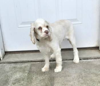 Serena-Applications pending -  English Cocker Spaniel Dog for Adoption in Jamestown, North Dakota - Serena-Applications Pending | PetCurious