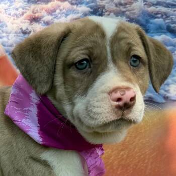 Wander -  Australian Cattle Dog Blue Heeler and Labrador Retriever Dog for Adoption in Aledo, Texas - Wander | PetCurious