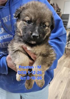 German Shepherd Dog and Rottweiler Dogs Available for Adoption in Nucla, Colorado - Preston | PetCurious