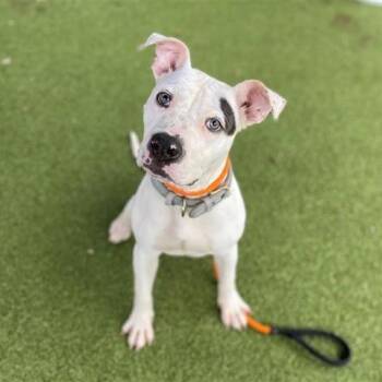 Louie -  Pit Bull Terrier Dog for Adoption in Brentwood, Missouri - Louie | PetCurious