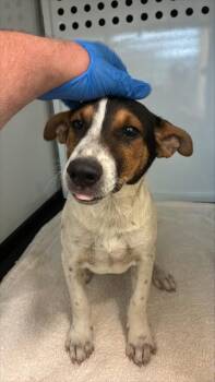 AANG -  Australian Cattle Dog Blue Heeler and Rat Terrier Dog for Adoption in San Jose, California - AANG | PetCurious