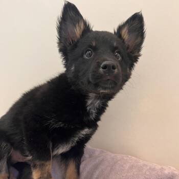 Admiral Paws -  German Shepherd Dog and Border Collie Dog for Adoption in Kanab, Utah - Admiral Paws | PetCurious