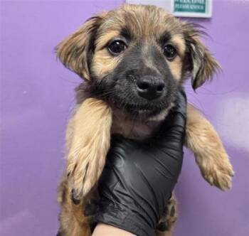 61184234 -  Cocker Spaniel and Mixed Breed Dog for Adoption in El Paso, Texas - 61184234 | PetCurious
