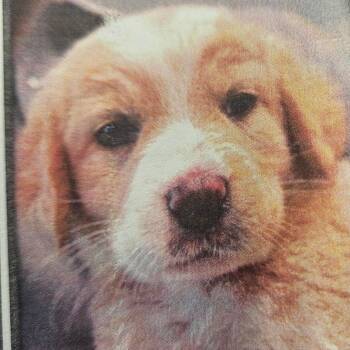 Labrador Retriever and Mixed Breed Dogs Available for Adoption - Soda D11315 | PetCurious