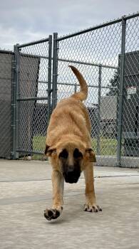 Mary Cate -  German Shepherd Dog Dog for Adoption in Kalamazoo, Michigan - Mary Cate | PetCurious