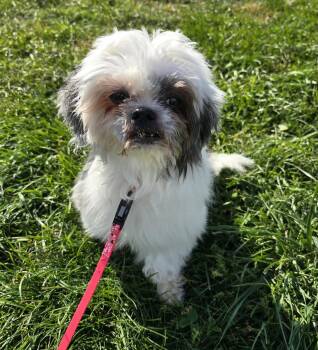 Rescue Shih Tzu Dogs for Adoption in Saint Clairsville, Ohio - Baby G | PetCurious