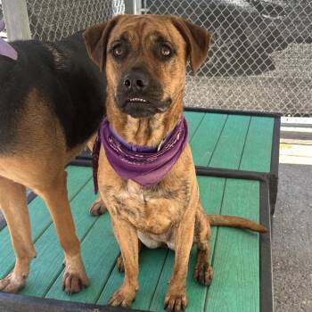 Cannoli -  Mixed Breed Dog for Adoption in Charleston, West Virginia - Cannoli | PetCurious