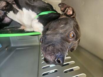 Rescue Pit Bull Terrier Dogs for Adoption in Loxahatchee, Florida - Trailer | PetCurious