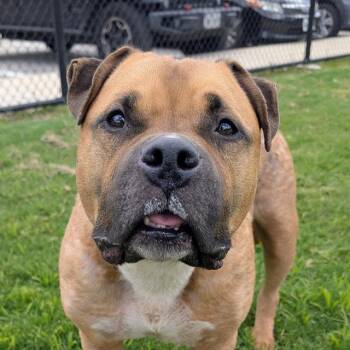 BOBBY -  American Bulldog and Mastiff Dog for Adoption in Houston, Texas - BOBBY | PetCurious