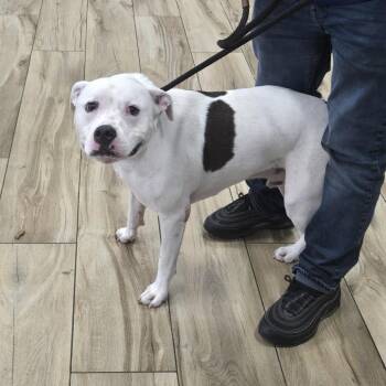 King -  Pit Bull Terrier Dog for Adoption in Newark, New Jersey - King | PetCurious