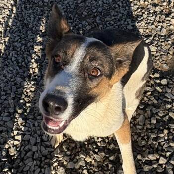 Rescue German Shepherd Dog Dogs for Adoption in Chuckey, Tennessee - Malaylay | PetCurious