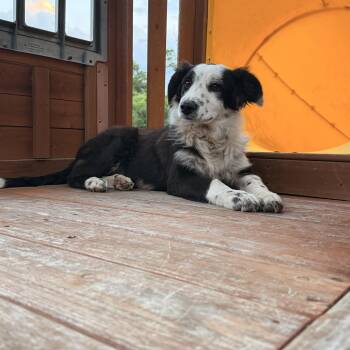 Border Collie and Australian Shepherd Dogs Available for Adoption in Warrior, Alabama - Reagan | PetCurious