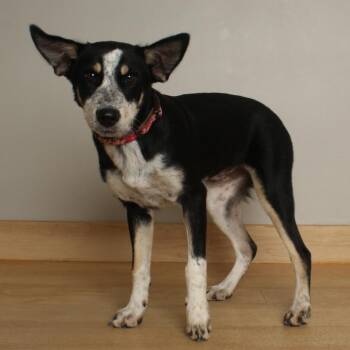 Brown Eyed Girl D70417 -  Australian Cattle Dog Blue Heeler and Mixed Breed Dog for Adoption in Minnetonka, Minnesota - Brown Eyed Girl D70417 | PetCurious