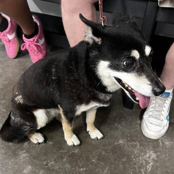 Shiba Inu and Rat Terrier Dogs Available for Adoption in Tampa, Florida - Foxie | PetCurious