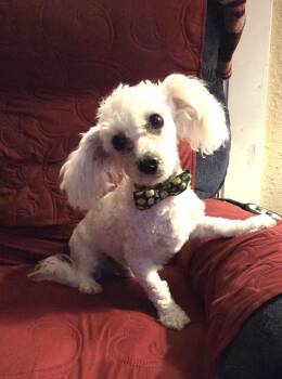 Willie Nelson -  Miniature Poodle Dog for Adoption in Oakdale, California - Willie Nelson | PetCurious