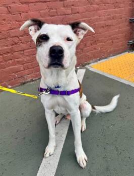 Pit Bull Terrier and Border Collie Dogs Available for Adoption - DEWEY | PetCurious