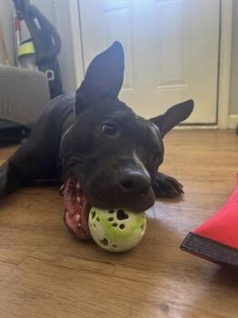 Piggy -  Mixed Breed and Pit Bull Terrier Dog for Adoption in Austin, Texas - Piggy | PetCurious