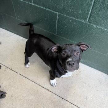Chef Boyardee -  Terrier and Dachshund Dog for Adoption in Carencro, Louisiana - Chef Boyardee | PetCurious
