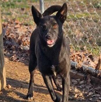 LOTTIE -  Schipperke Dog for Adoption in Athens, Alabama - LOTTIE | PetCurious