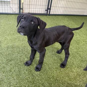 Reef -  Black Labrador Retriever and Pit Bull Terrier Dog for Adoption in Titusville, Florida - Reef | PetCurious