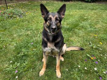 Adonis -  German Shepherd Dog Dog for Adoption in Sebastian, Florida - Adonis | PetCurious