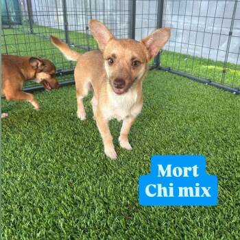 Rescue Chihuahua Dogs for Adoption in Tampa, Florida - Mort | PetCurious